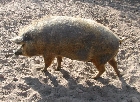 Schwein Erna zu Haus im Tierpark Kunsterspring; Foto: privat